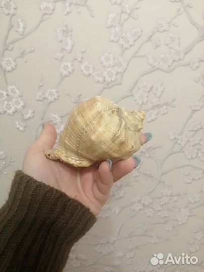 Большая ракушка со звуком моря