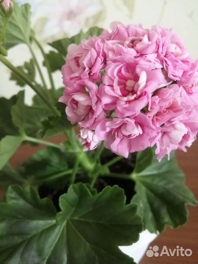 Пеларгония, герань розебудная