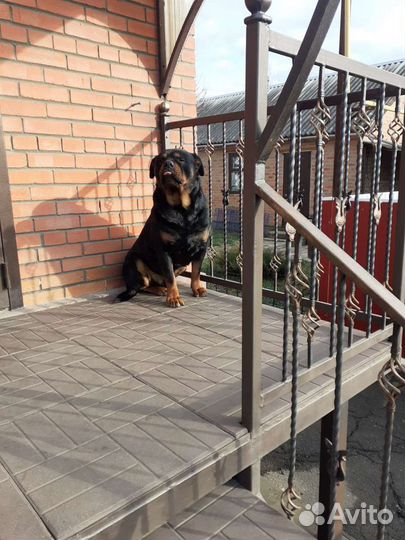 Вязка ротвейлера