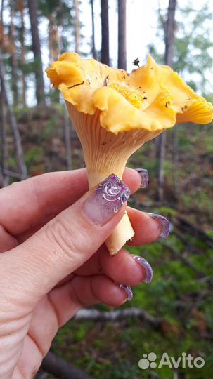 Замороженный белый гриб и лисички