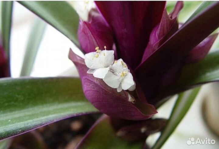 Традесканция Рео