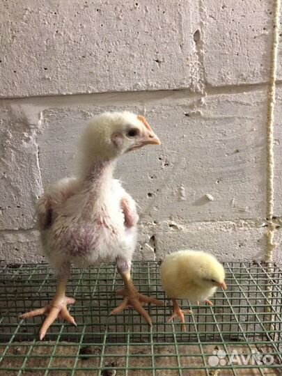 Утята подрощенные