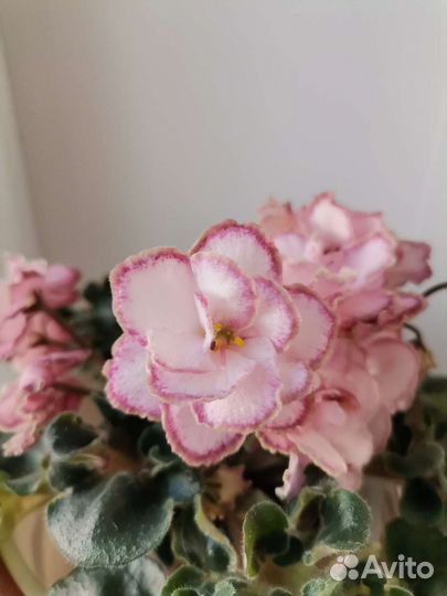 Укорененные листы фиалки