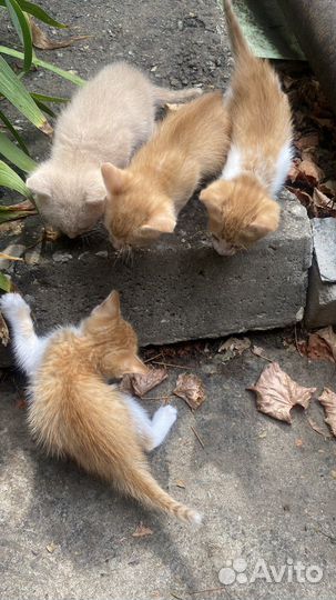 Котята в добрые руки