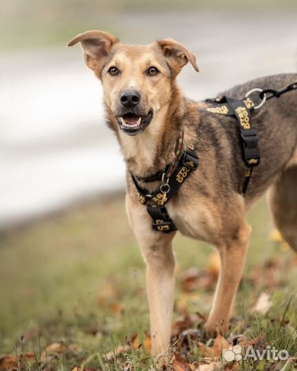 Собака Фанта из приюта в добрые руки