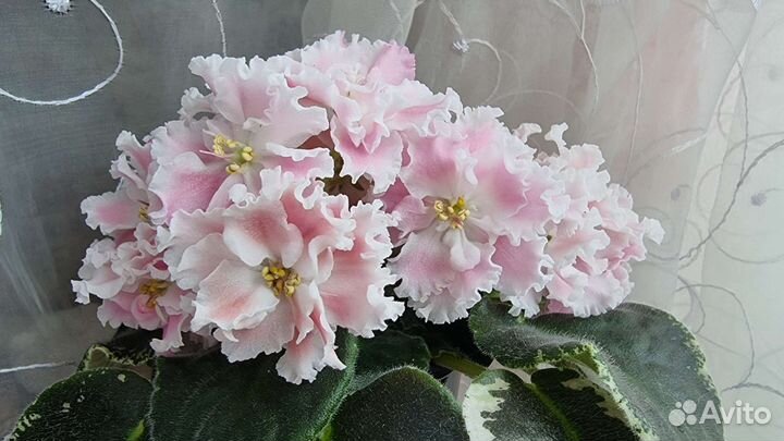 Фиалки сортовые