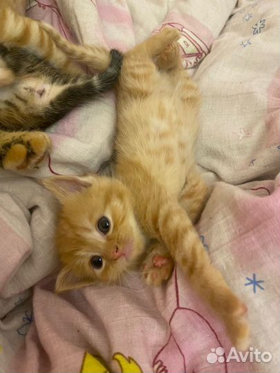 Котята в добрые руки даром