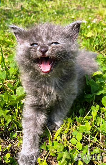 Котята, британцы отдам бесплатно