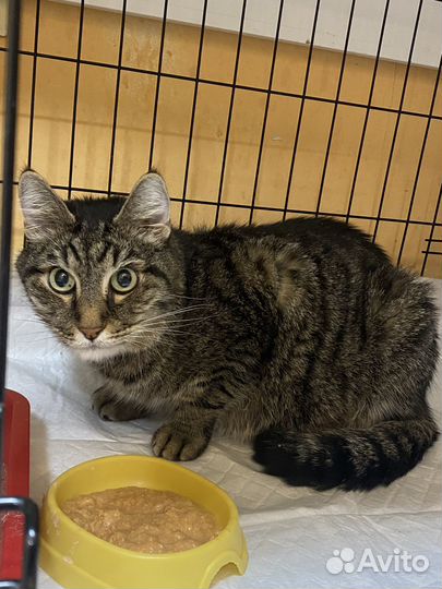 Передержка