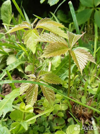 Дикий виноград