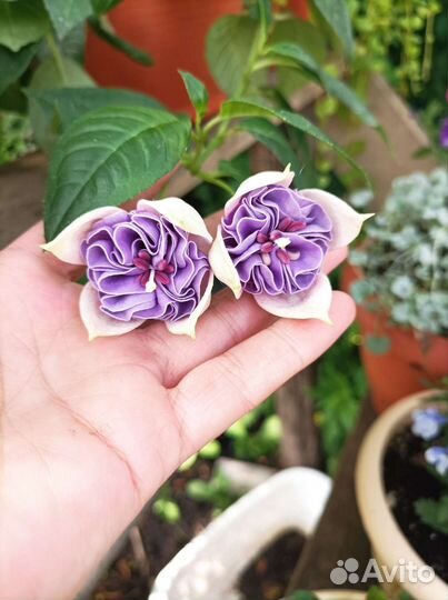 Фуксия Lenny Erwin, немезия, бегония вечноцветущая