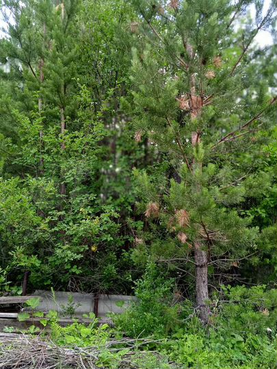 Участок 11,6 сот. (СНТ, ДНП)