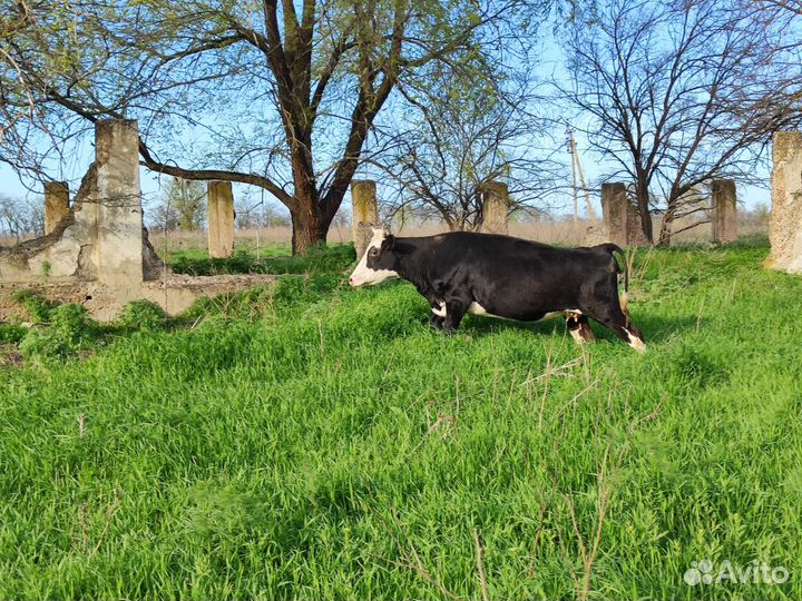 Коровы дойные молочные