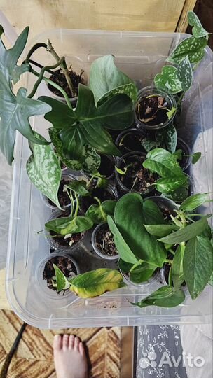 Сциндапсусы, эпипремнумы, сингониумы и др