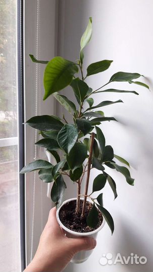 Фикус бенджамина