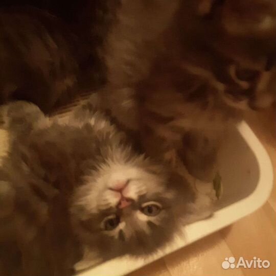 Котята в хорошие руки