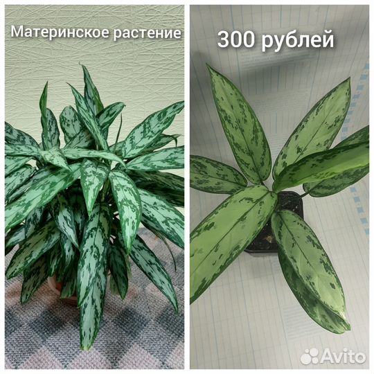 Комнатные растения