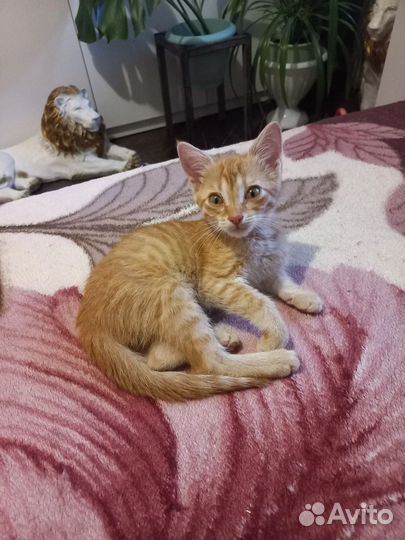 Котёнок девочка