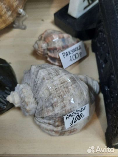 Коралл ракушка рапан морская звезда