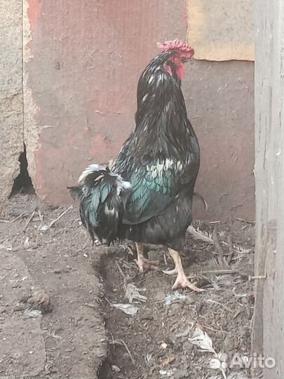 Петухи