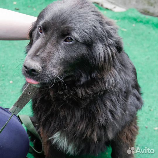 Мягкий добрый и деловой медведь в дар