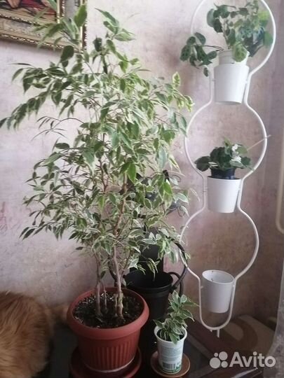 Фикус голден кинг