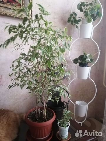 Фикус голден кинг