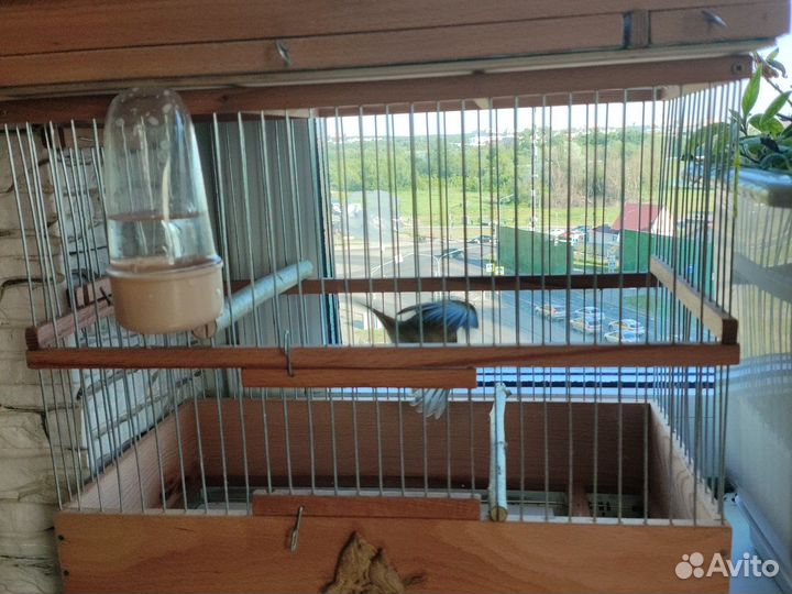 Кенара и канарейки