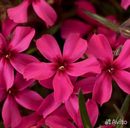 Флокс шиловидный