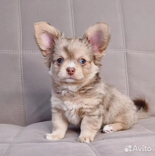 Чихуахуа мальчик мерле
