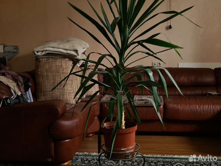 Пальма Юкка, Панданус