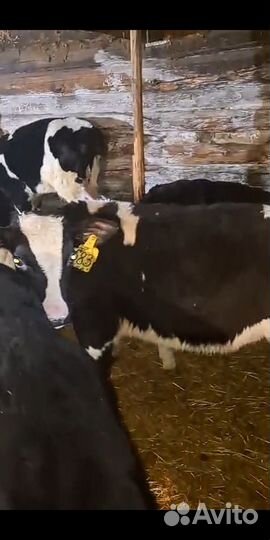 Бычки и телята