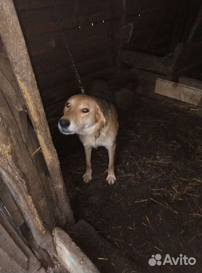 Собаки щенки