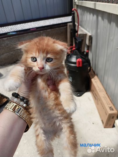 Котята бесплатно