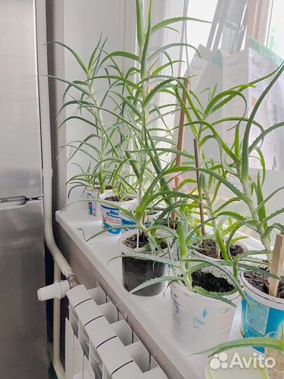 Алоэ вера лечебное. Большие-300, маленькие-100