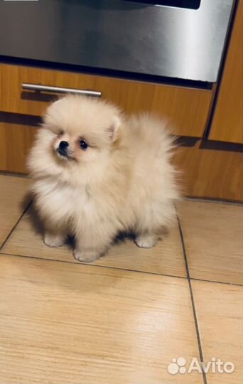 Шпицы мишки