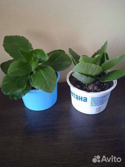 Каланхоэ красный детки