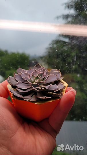 Суккуленты