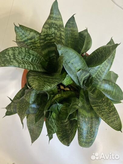 Сансевиерия ханни с горшком