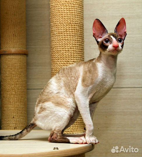 Котята корниш рекс