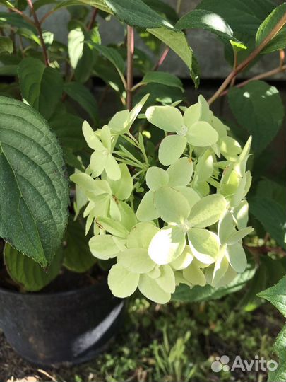 Гортензия метельчатая “Лаймлайт”