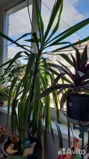 Пальма юкка