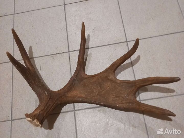 Продам рога лося