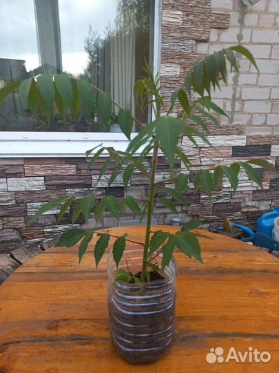 Саженцы сумах оленерогий