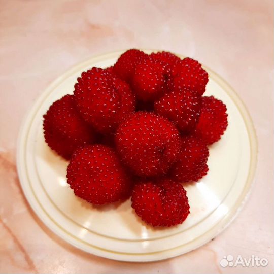 Кусты норвежской малины 