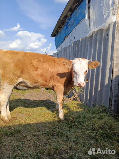 Телка 10 мес