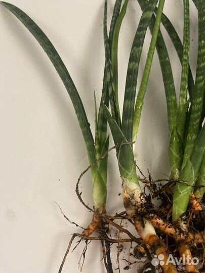 Сансевиерия цилиндрическая(цилиндрика )