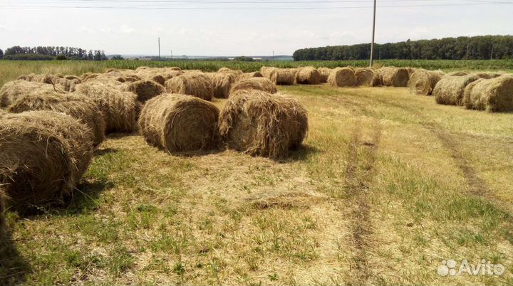 Сено в тюках