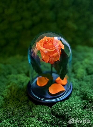 Роза в колбе