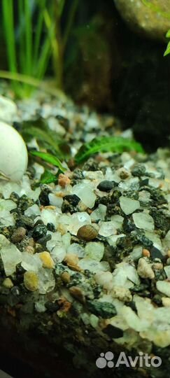 Аквариумные улитки Мелании